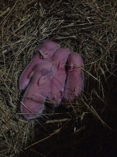 Lucy's Litter